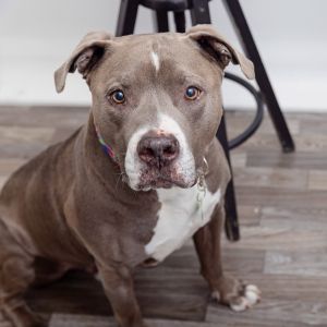 Meet Cannoli a charming 10-year-old pup who is house-trained well-mannered indoors and loves to s