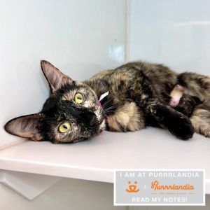 Meet Jellyfish a sweet and cuddly 2-year-old beautiful tortie who loves to roll onto her back and d
