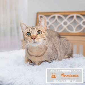 Pacifica Domestic Short Hair Cat