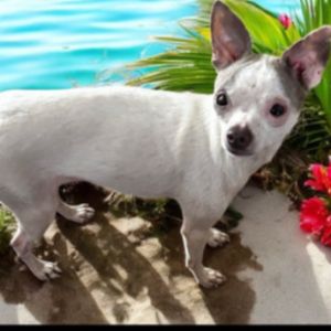 Lucy, Adult Female Chihuahua