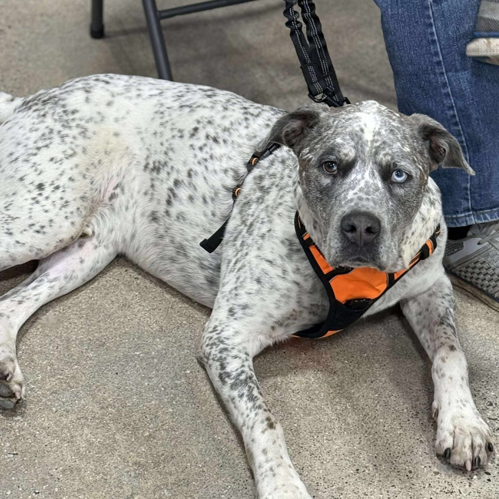 Koda (Cosmo)