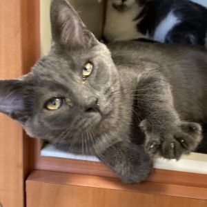 Sbarro, Baby Male Domestic Short Hair