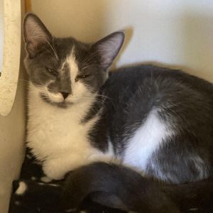 Sarku, Baby Male Domestic Short Hair