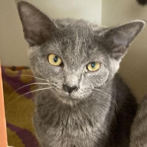 Orange Julius, Adult Female Domestic Short Hair