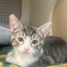 Gemma, Baby Female unknown