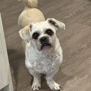 Cookie Shih Tzu Dog
