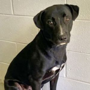 Tony Mixed Breed Dog