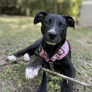 Ocean Breeze, Baby Female Mixed Breed
