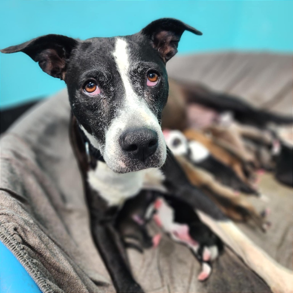 Mango Limonada, an adoptable Labrador Retriever, McNab in Austin, TX, 78704 | Photo Image 5