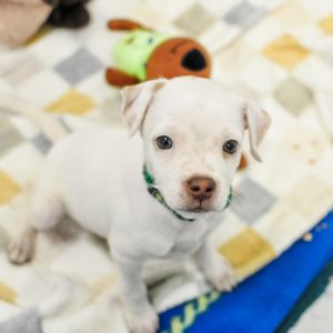 Mckinley, Baby Male Mixed Breed