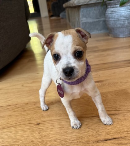 Amelia