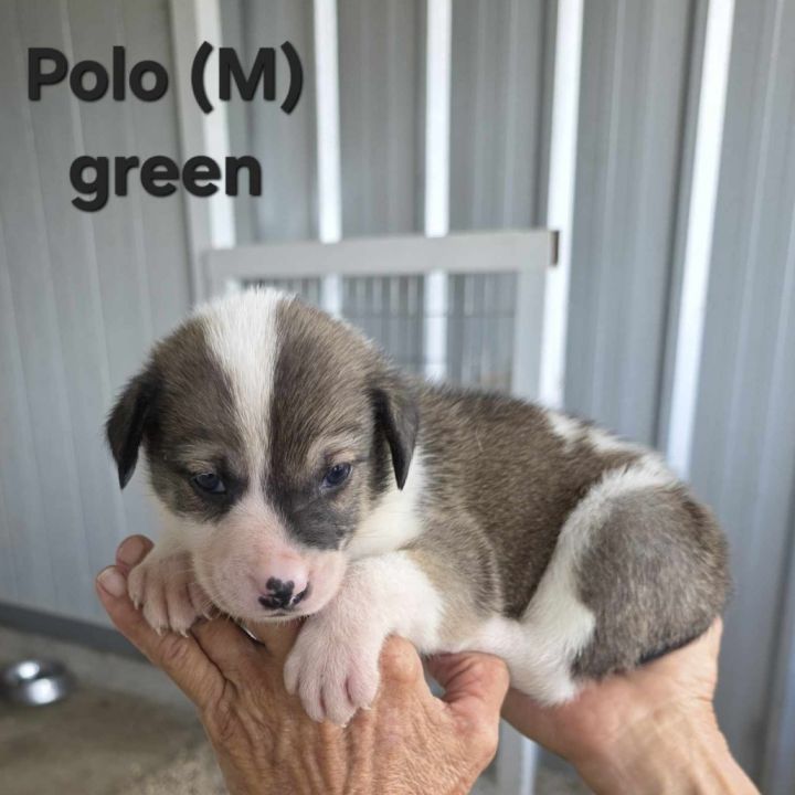 Polo JuM 4