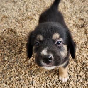 Elmer JuM, Baby Male Black Mouth Cur