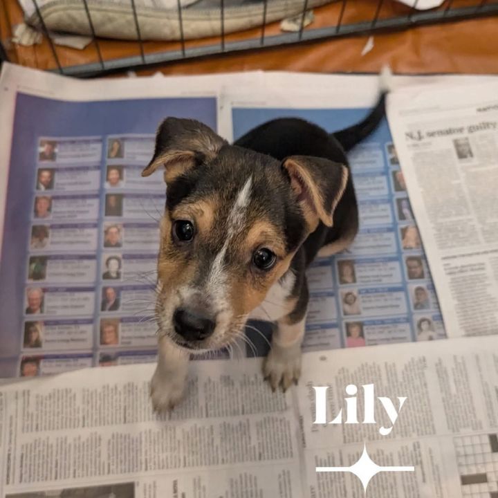 Lily KB 8