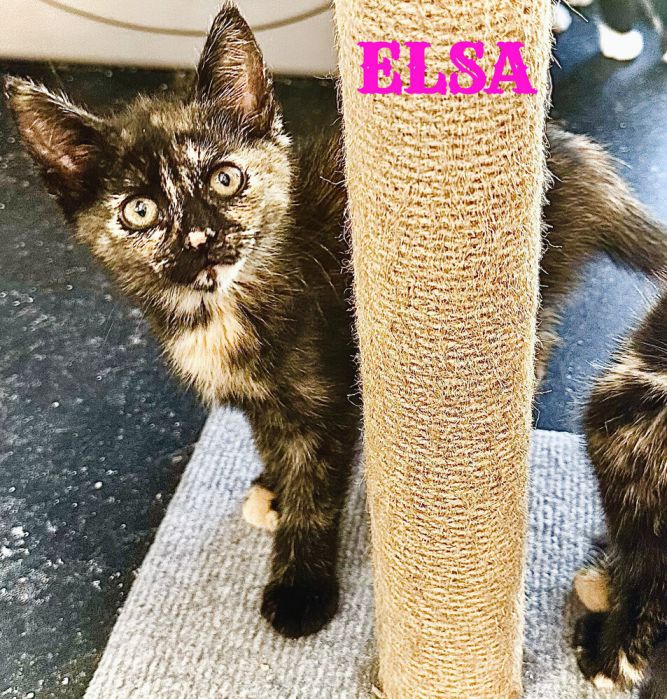 ELSA
