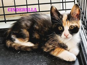 CINDERELLA