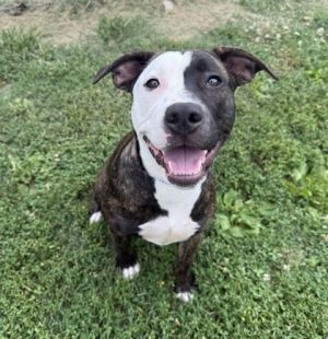 Cade, Young Female American Staffordshire Terrier