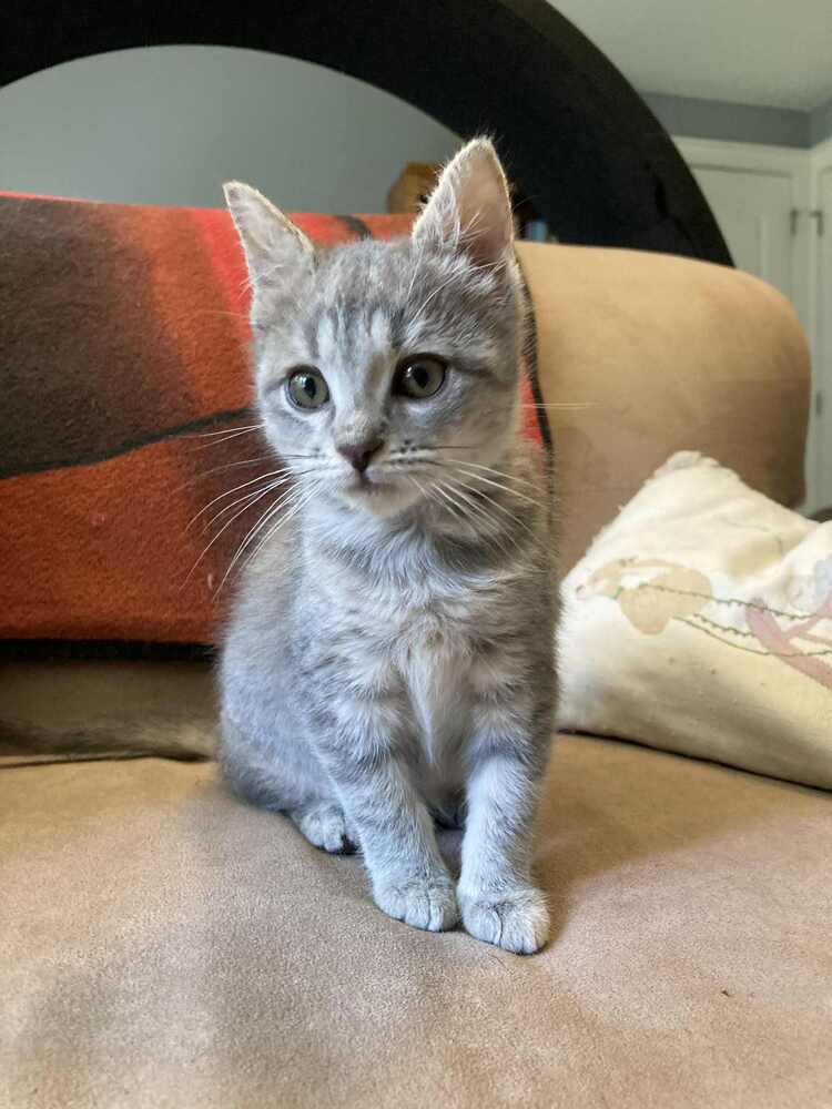 Awesome Cat (AC)