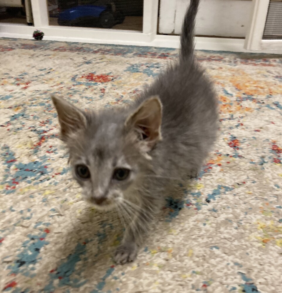 Awesome Cat (AC)
