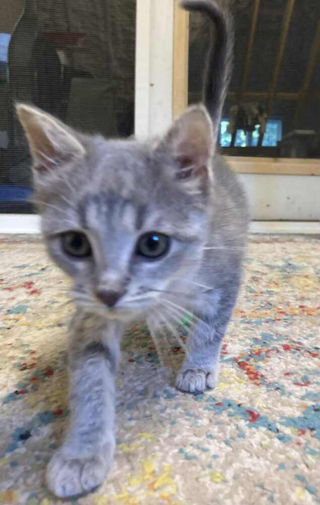 Awesome Cat (AC)