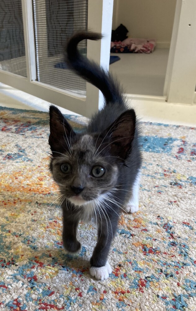 Heavenly Vixie