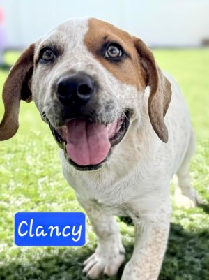 Clancy, Baby Male Australian Cattle Dog / Blue Heeler