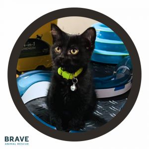 Queso, Baby Female Domestic Short Hair