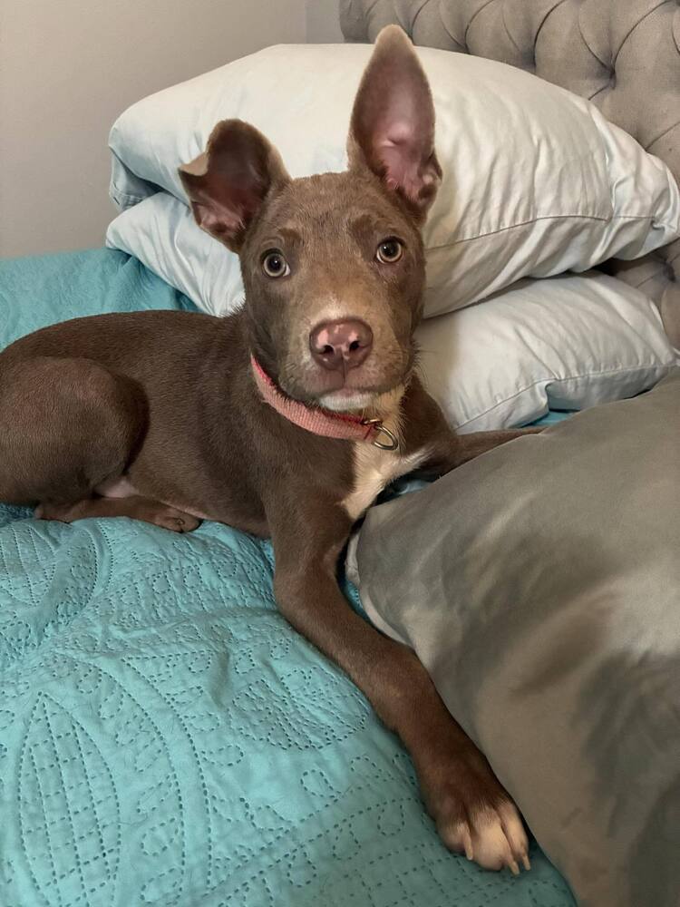 Miss Piggie