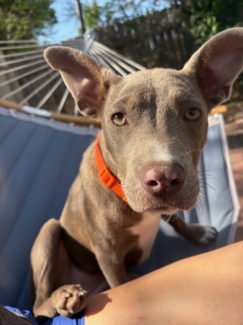 Miss Piggie