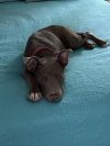 Miss Piggie photo 4