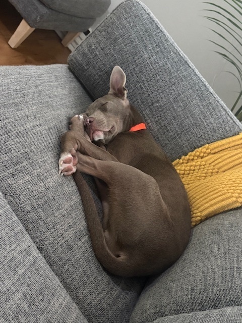 Miss Piggie