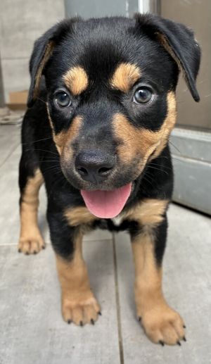 Leia, Baby Female Pit Bull Terrier