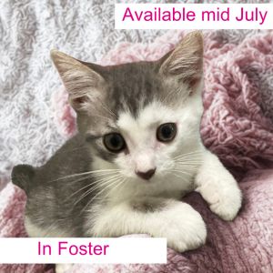 Robin, Baby Male Domestic Short Hair