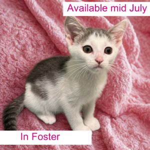 Starfire, Baby Female Domestic Short Hair