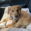 Curious Pup: Scooby photo 1
