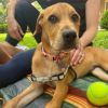 Curious Pup: Scooby photo 2