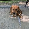 Curious Pup: Scooby photo 4