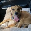 Curious Pup: Scooby photo 5