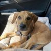 Curious Pup: Scooby photo 6