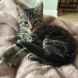 C&amp;L: Ling, Baby Female Domestic Short Hair