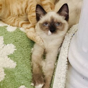 Daffodil, Baby Female Domestic Short Hair