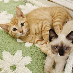 Sunnie, Baby Male Domestic Short Hair