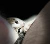 Nursery rhymes: Peter Piper photo 1