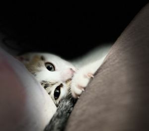 Nursery rhymes: Peter Piper, Baby Male Tabby