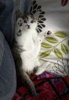 Nursery rhymes: Peter Piper photo 6