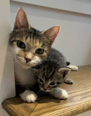 rhyming reduplication: Hoity Toity, Adult Female Calico