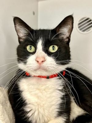 Ace, Baby Male Domestic Short Hair