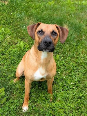 RUGER, Young Male Black Mouth Cur