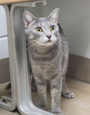 BARBARA, Young Female Domestic Short Hair