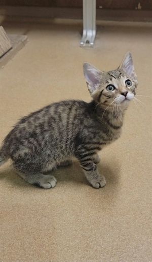 NORRIS, Baby Male Domestic Short Hair